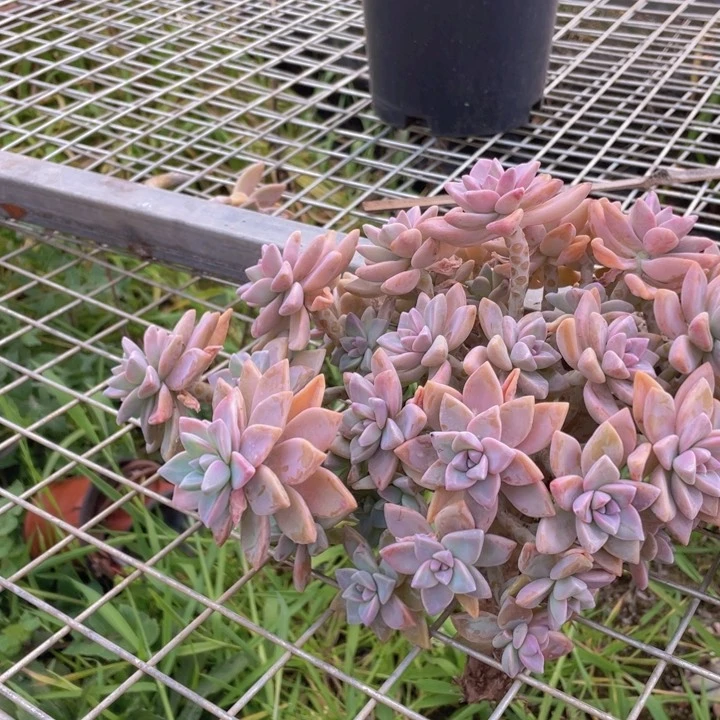 悟236号淡雪缀化多肉