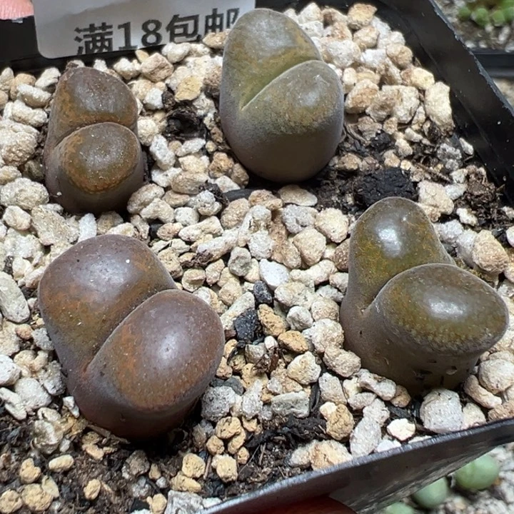 【闪购商品】 454。