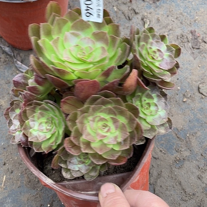 46黑寡妇多肉植物法师