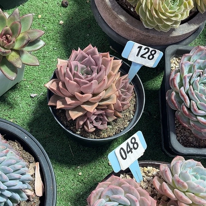 贰***月丝球多肉植物保护128