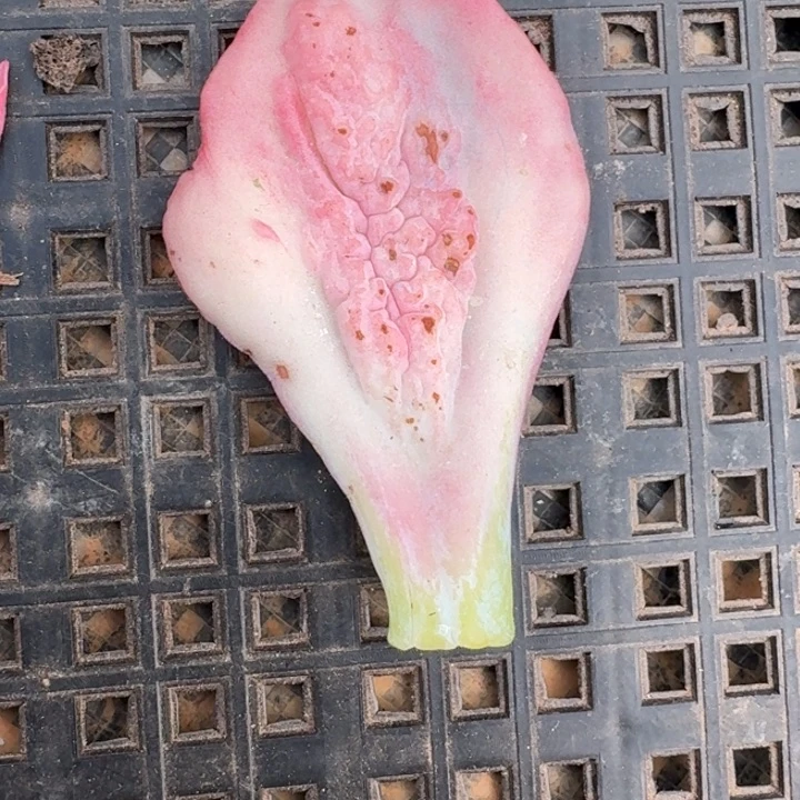 狂野男爵一物一拍
