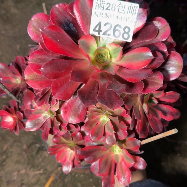 4268美杜莎多肉植物