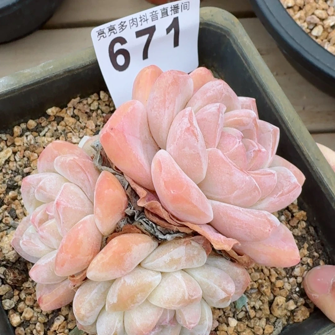 冰玉         多肉植物