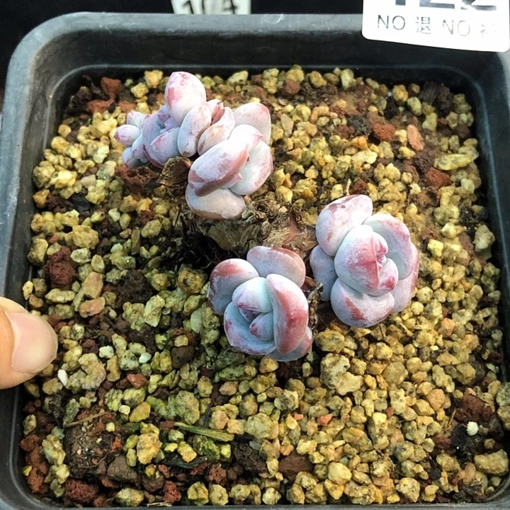 星影石榴籽福利出咯 122