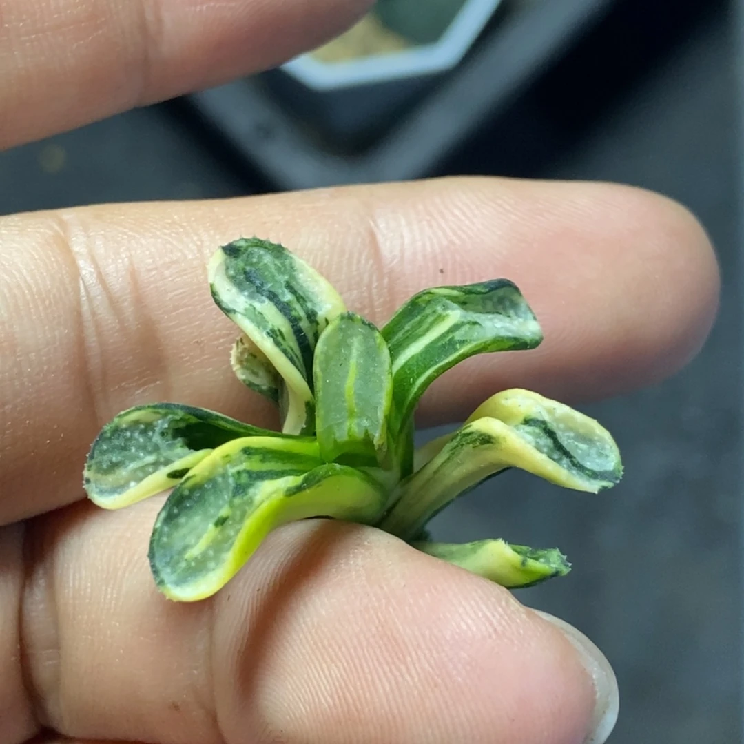 极上斑点点锦瓶苗无根