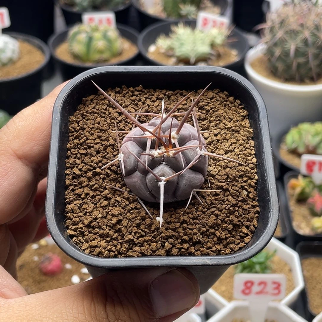 实生守金摩天龙仙人球 脱土送盆土