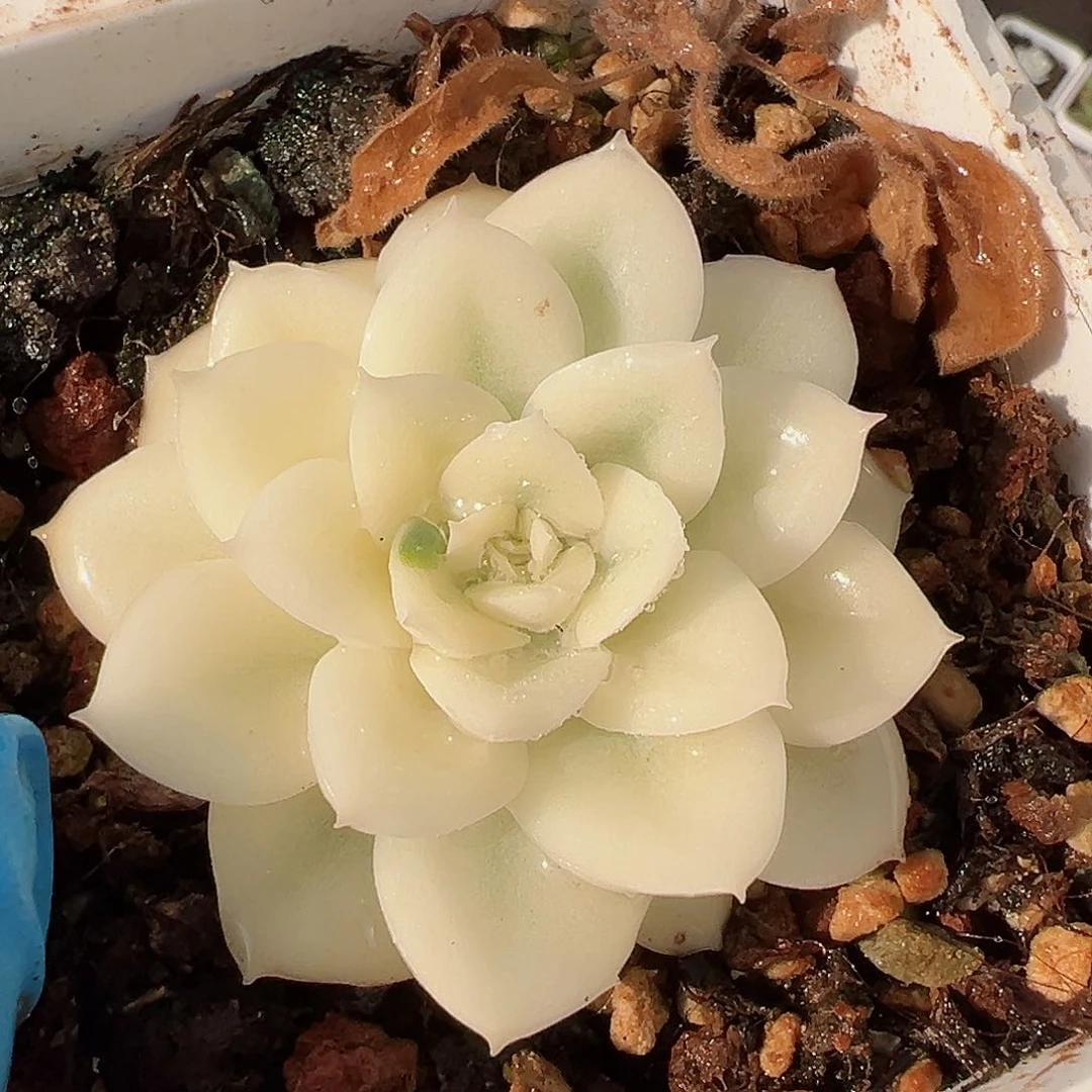 月亮仙子锦，半宽覆轮锦