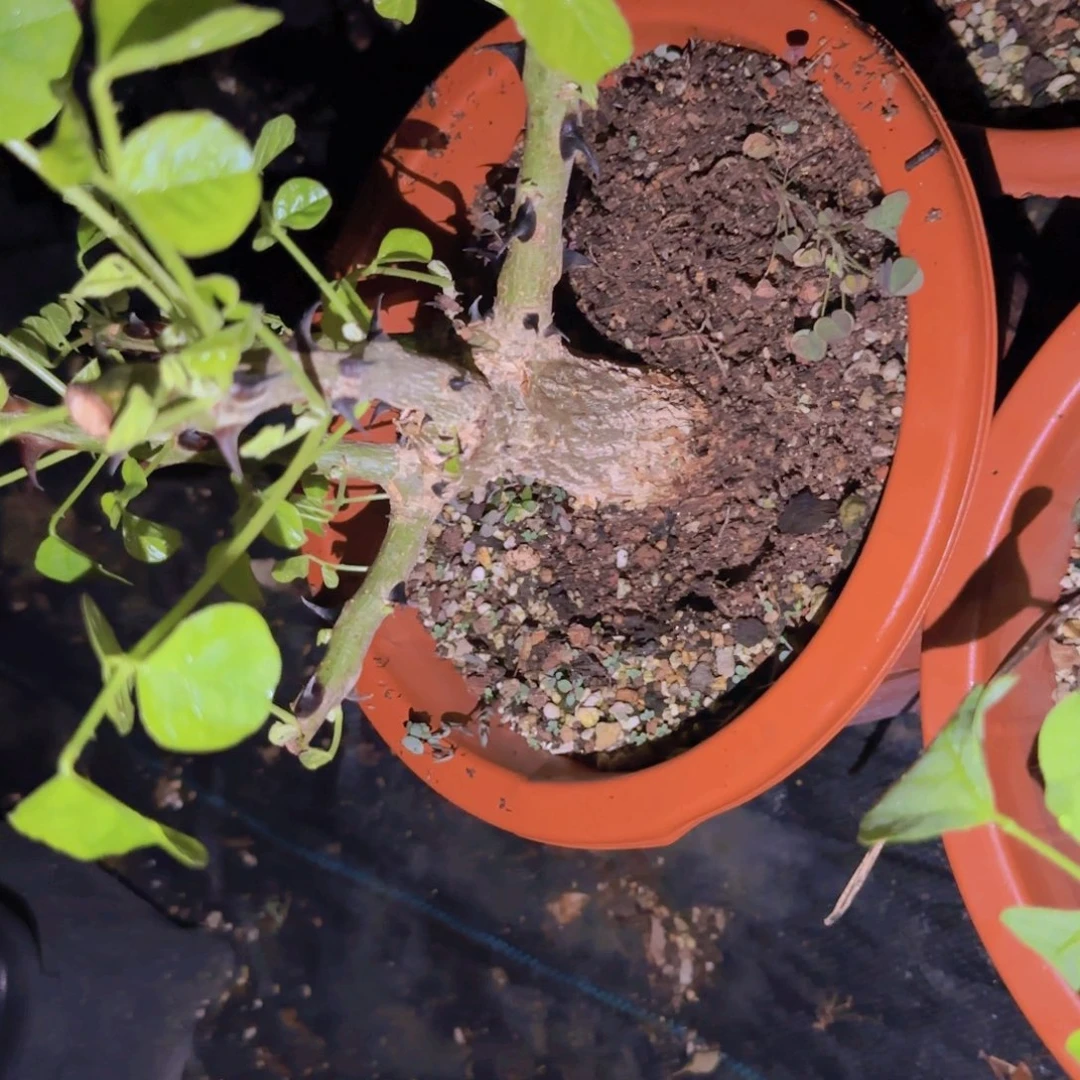 帝***释块根植物块根植物