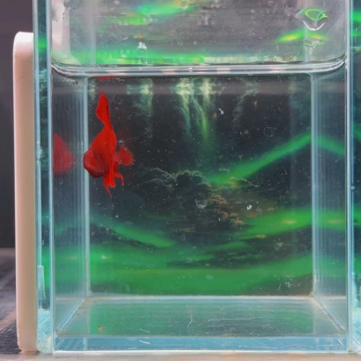 斗鱼就学不好自己不会是