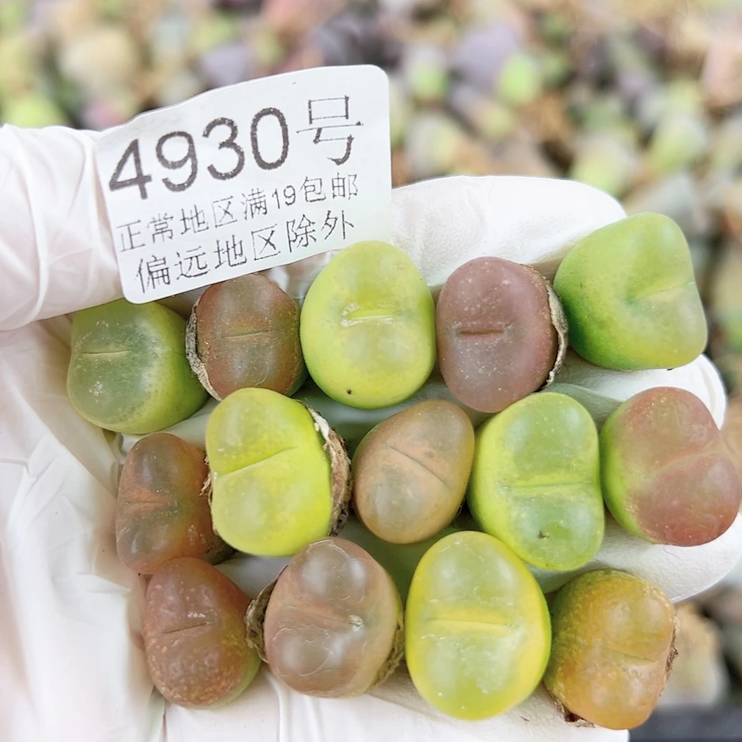 4930五年毛毛14个1.5-2cm哦哦哦哦