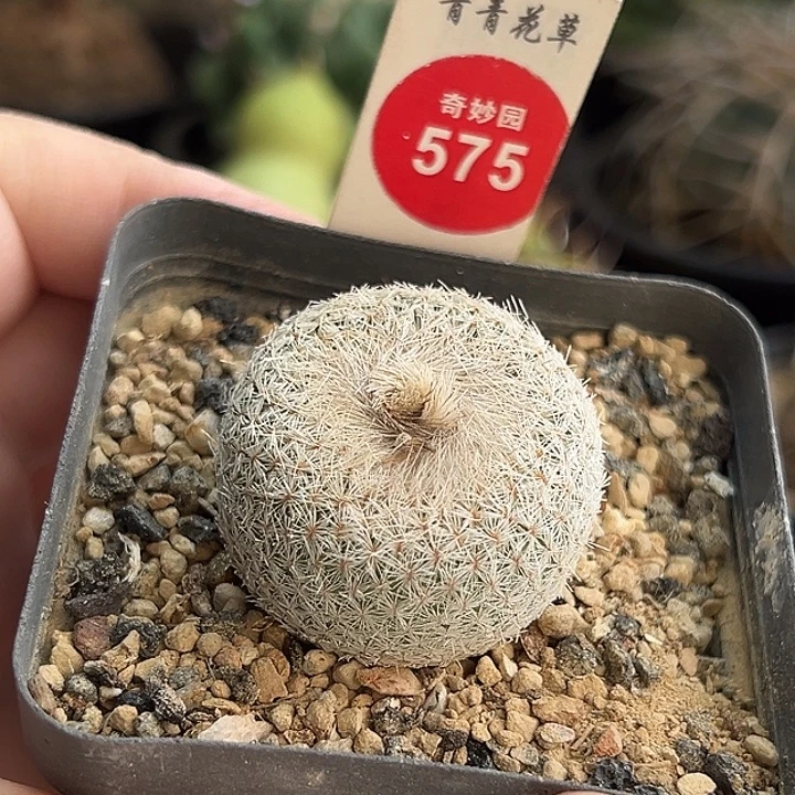 实生月世界3.3cm一棵仙人球