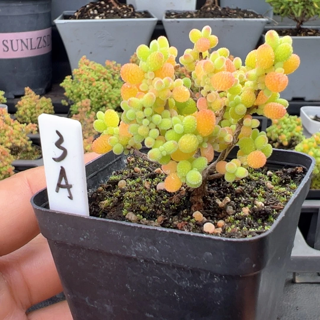 精控金桔糖球3号