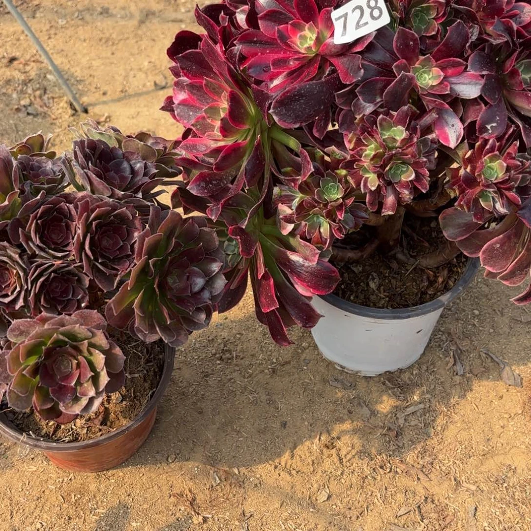 逆*者728金丝雀多肉送荷兰玫瑰不包损