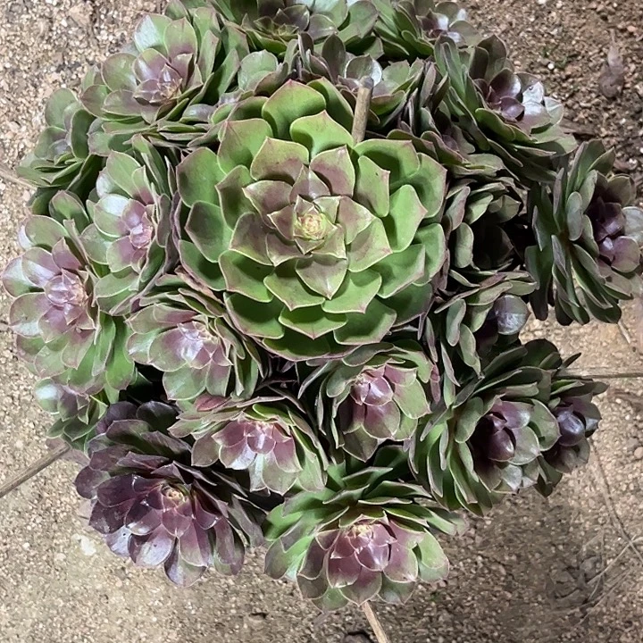 多肉植物墨染锦…………