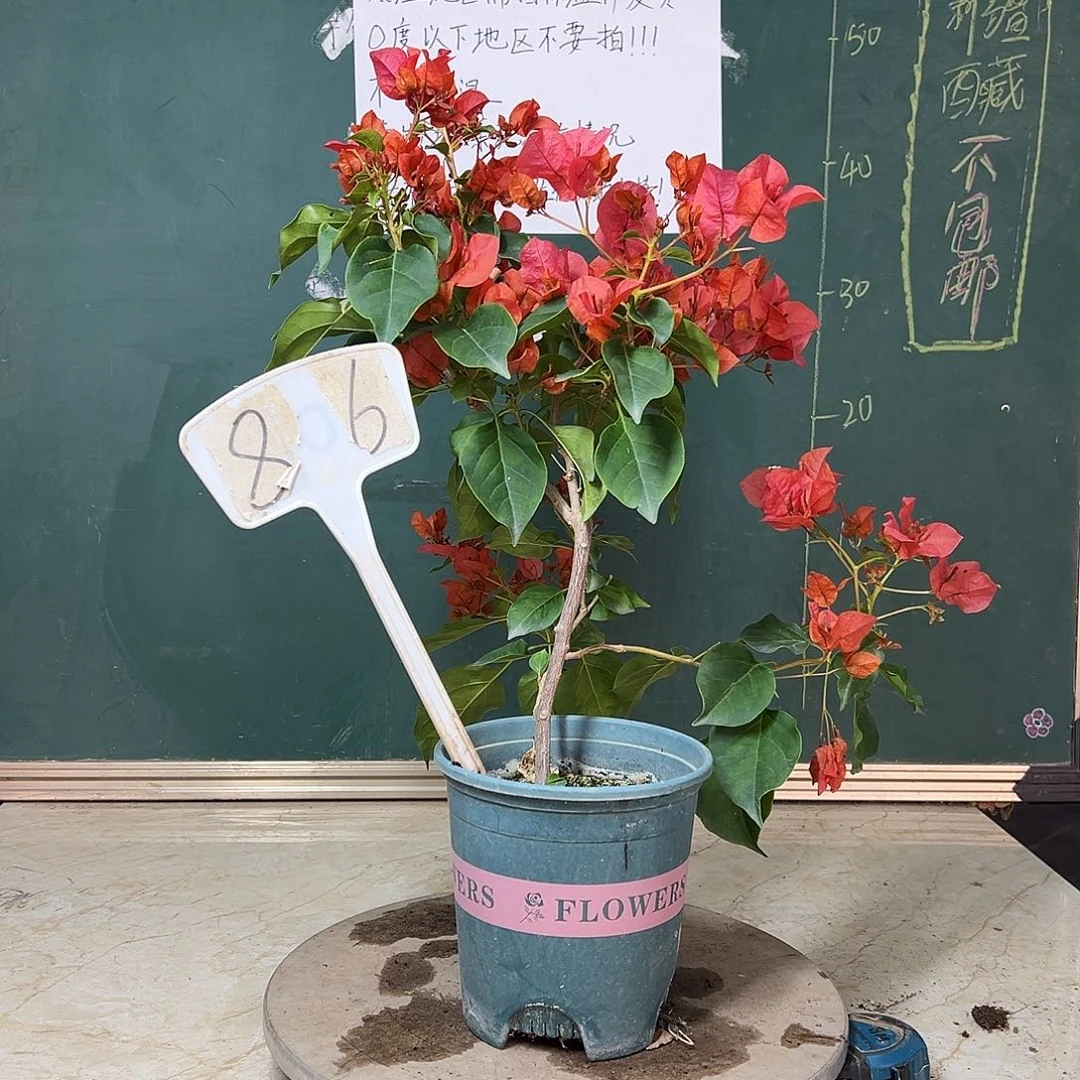 完全开放暗斑夕阳红806