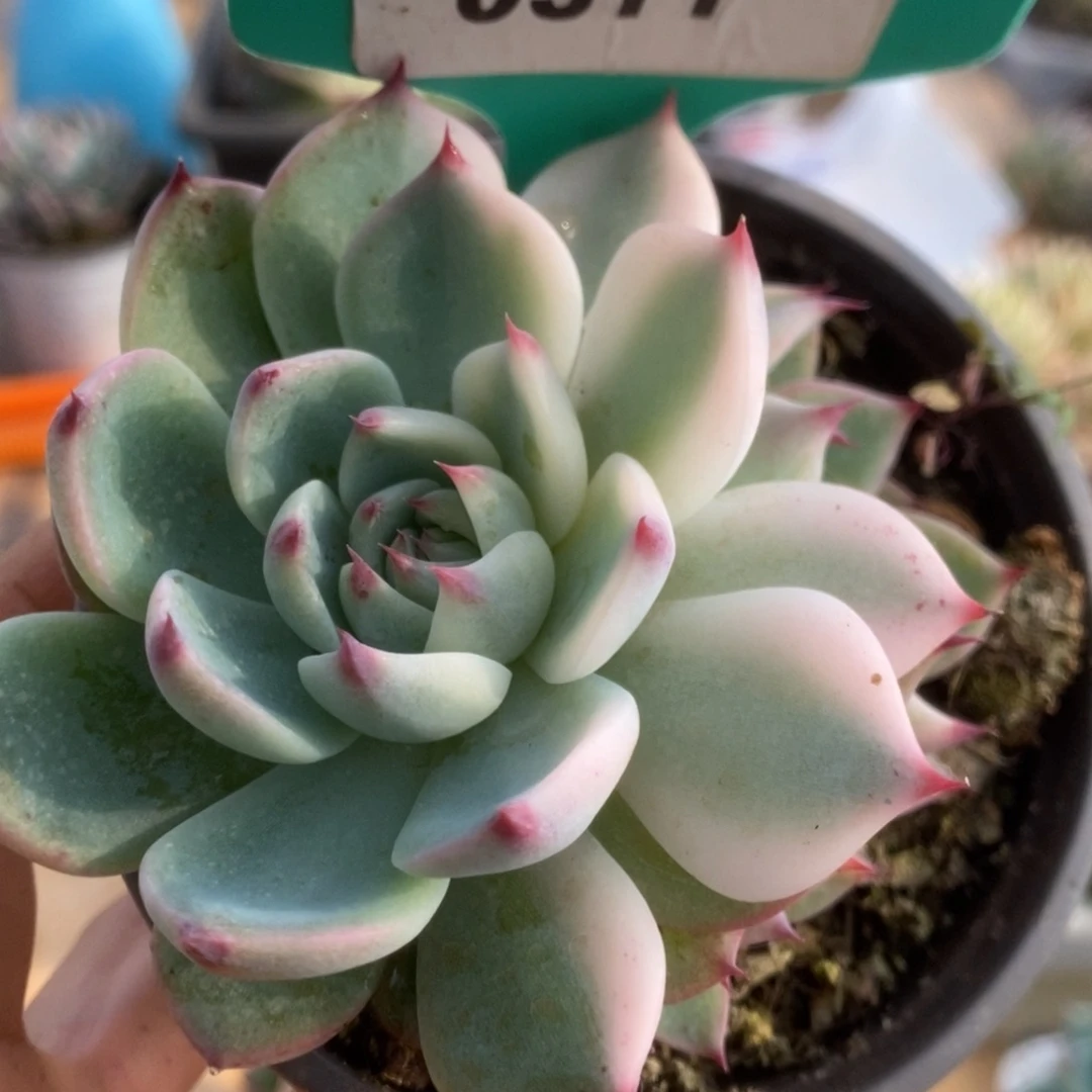 311锦锦锦锦锦锦锦锦