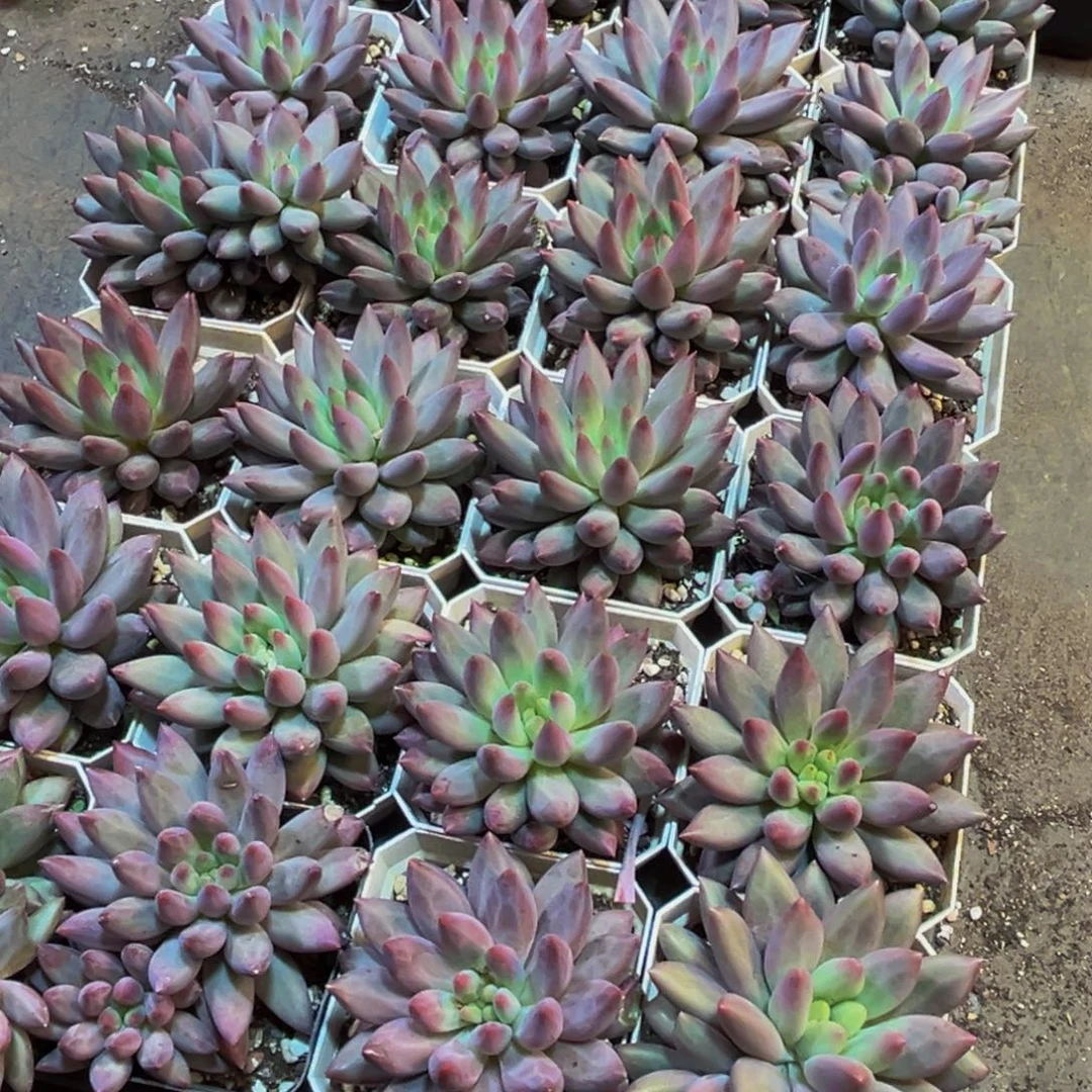 昕***和139多肉植物和植物的生长