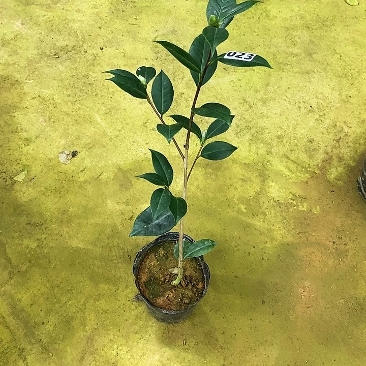 无花朵紫衣宝珠。