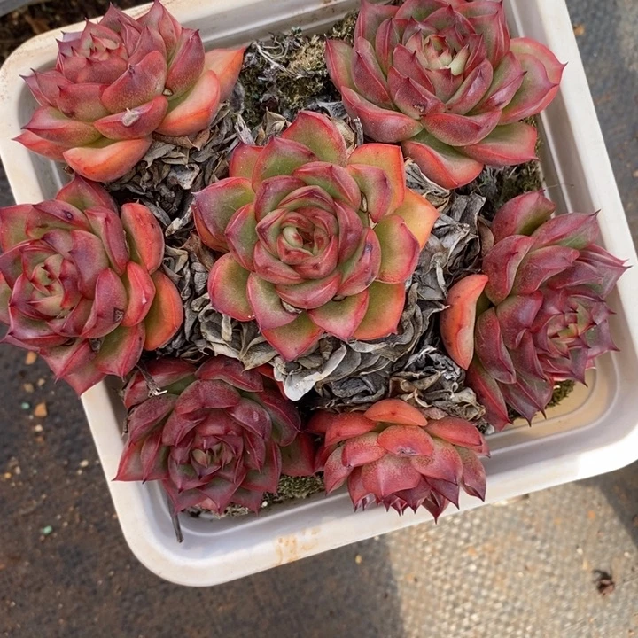 1788叶伤不售后～13厘米