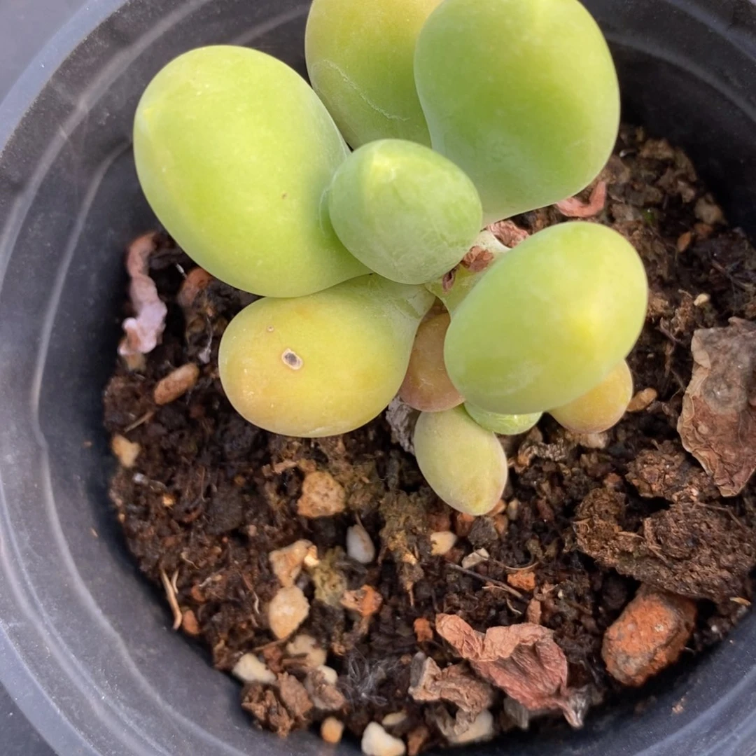 618预热一物一拍精品多肉_80