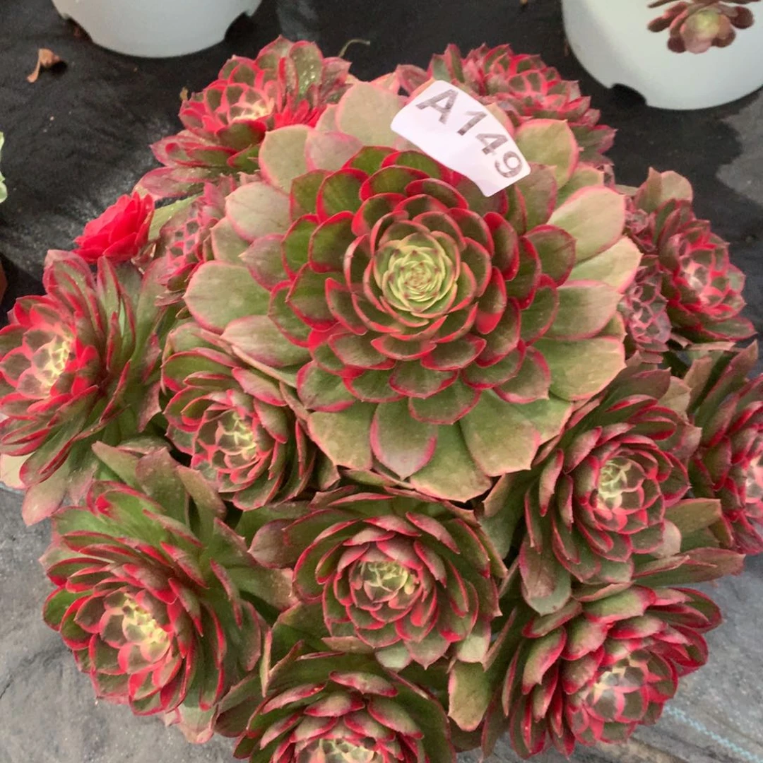 紫砂茶杯A149–粉花妖108复刻鼓励鼓励
