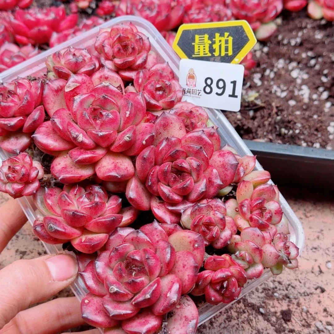 多肉植物多肉植物