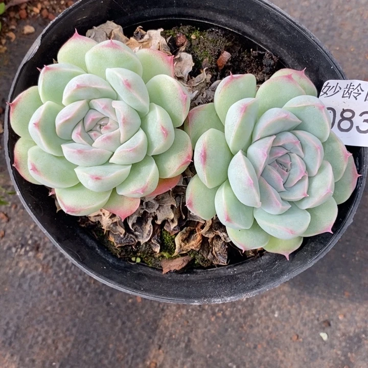 A***光837散群特～11厘米