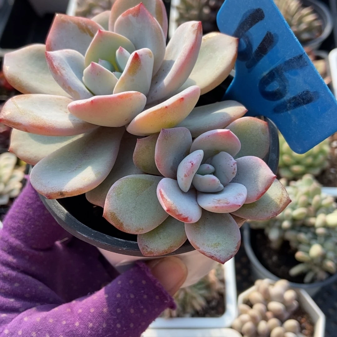 6161奶茶多肉植物duorou