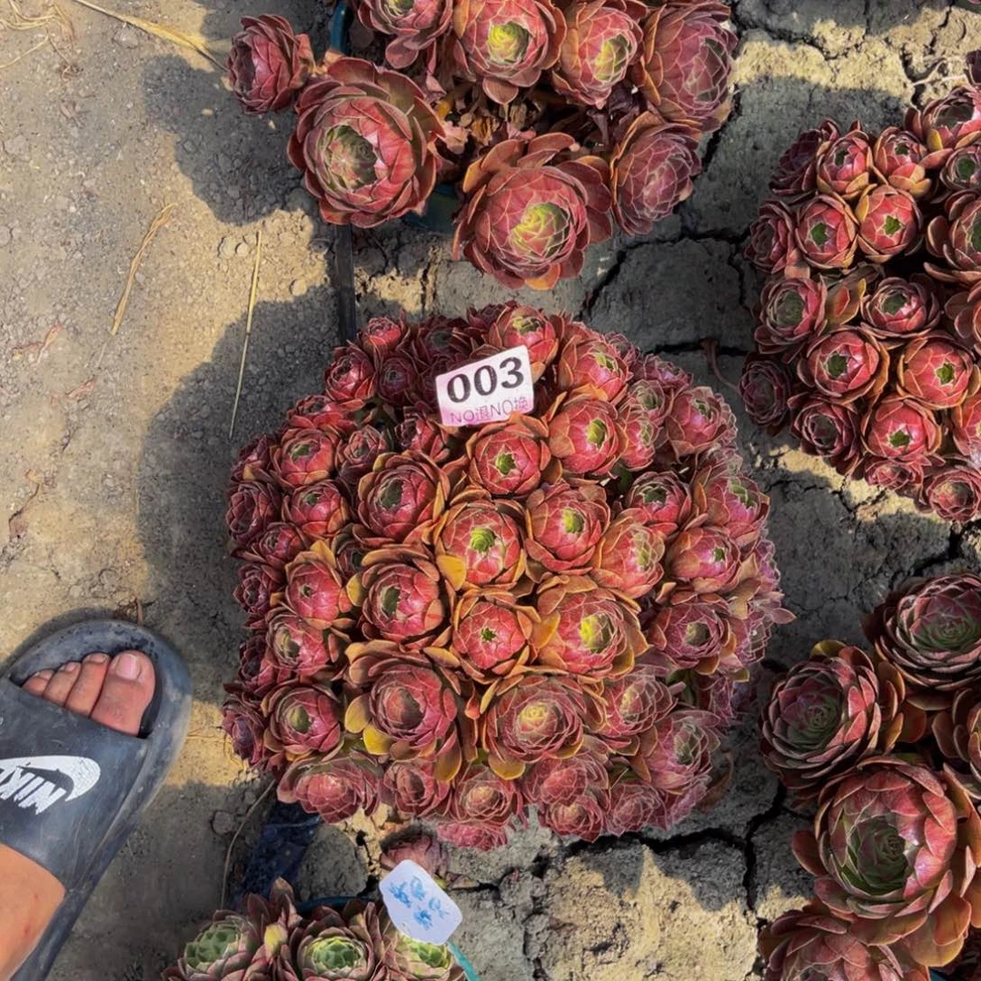 黑法师多复杂5-39