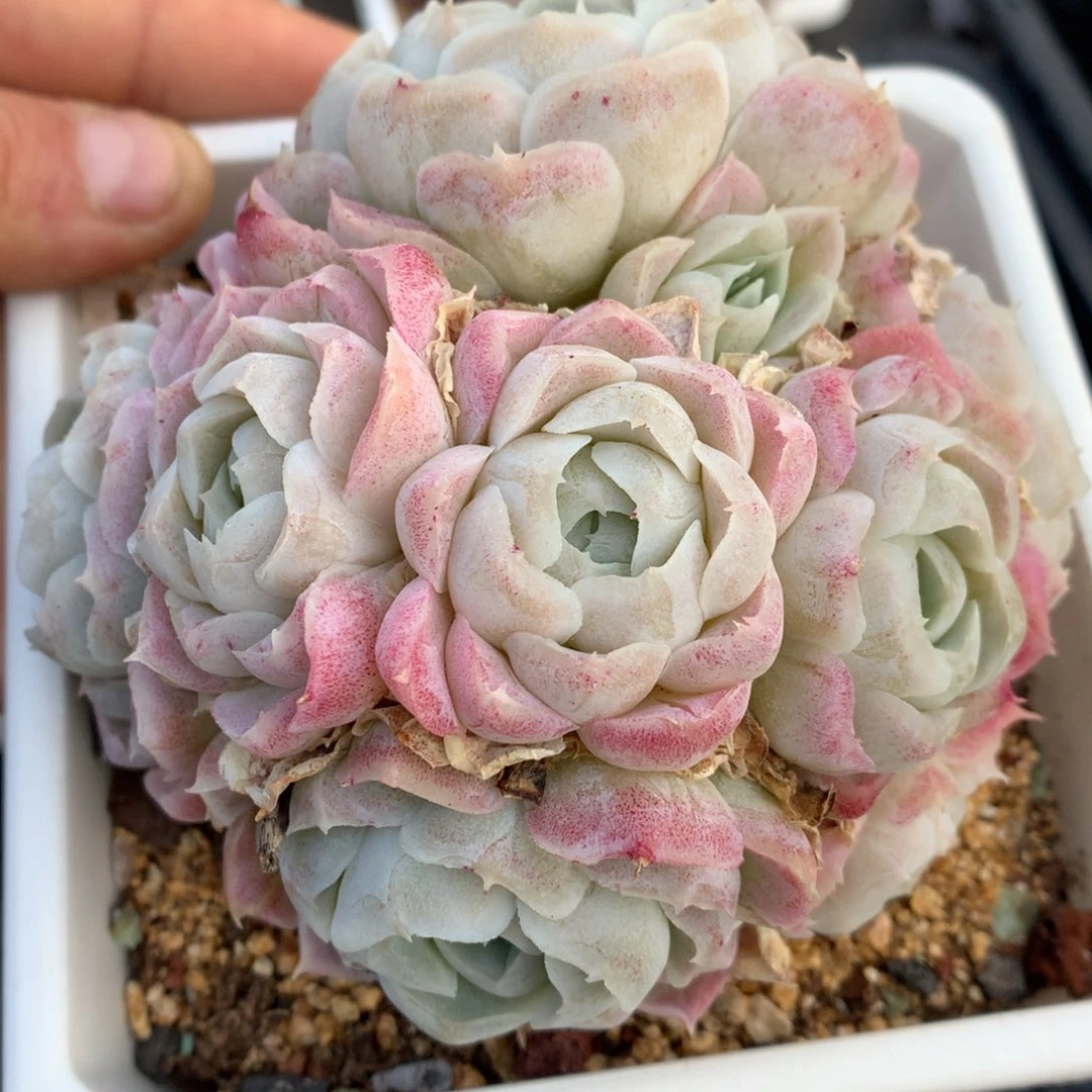 0215-06 月影优选