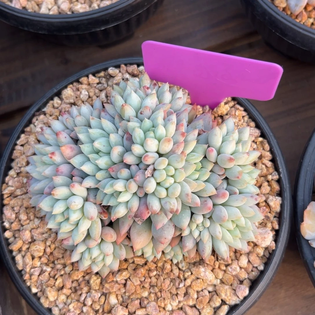 明珠11111111111111111