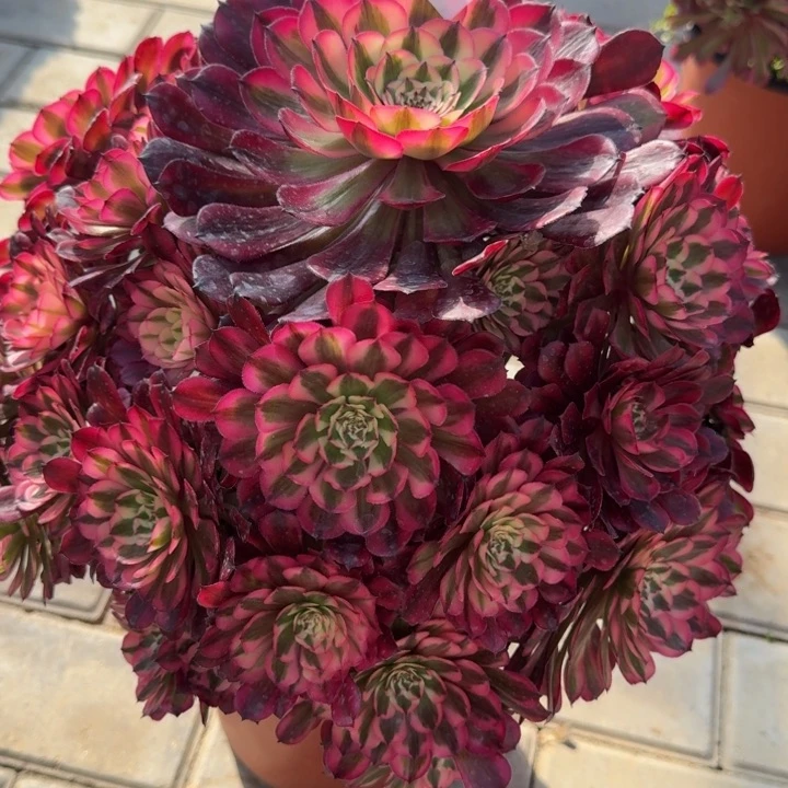 十*爱红铜超白锦宝塔263肉肉