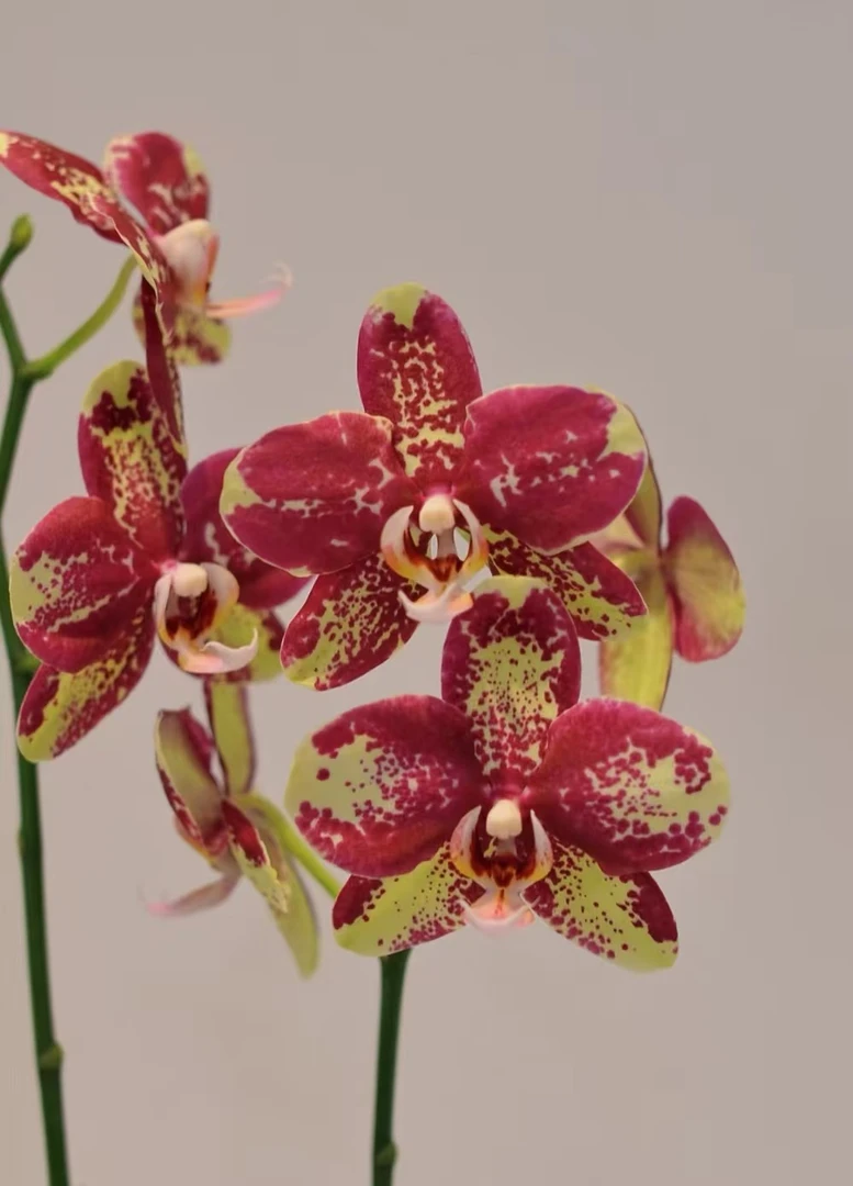 《毕加索》蝴蝶兰的2.8杯新苗发货没花剑【满30米包邮】