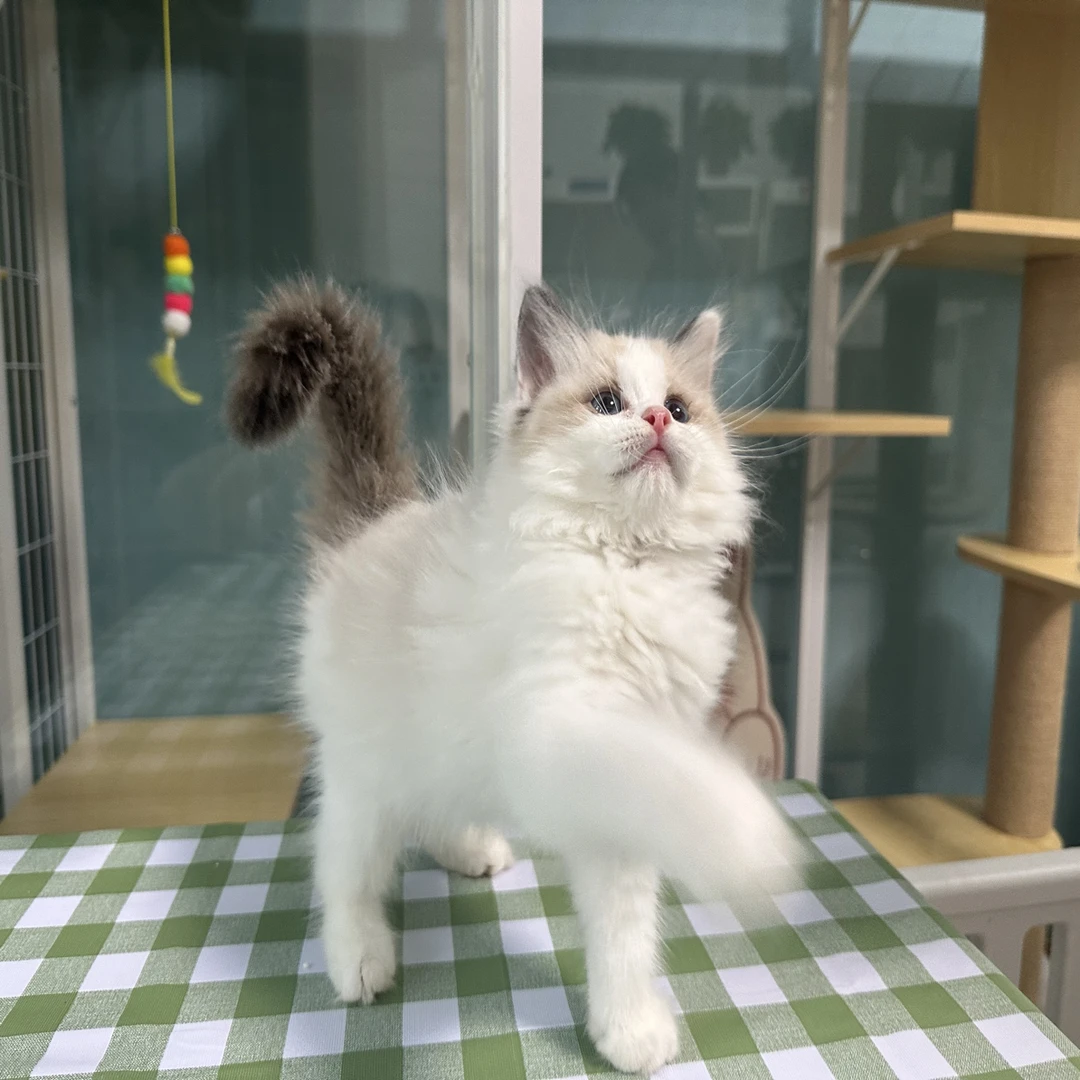 布偶正开脸妹妹合肥特价限合肥销售布偶猫猫咪直播间