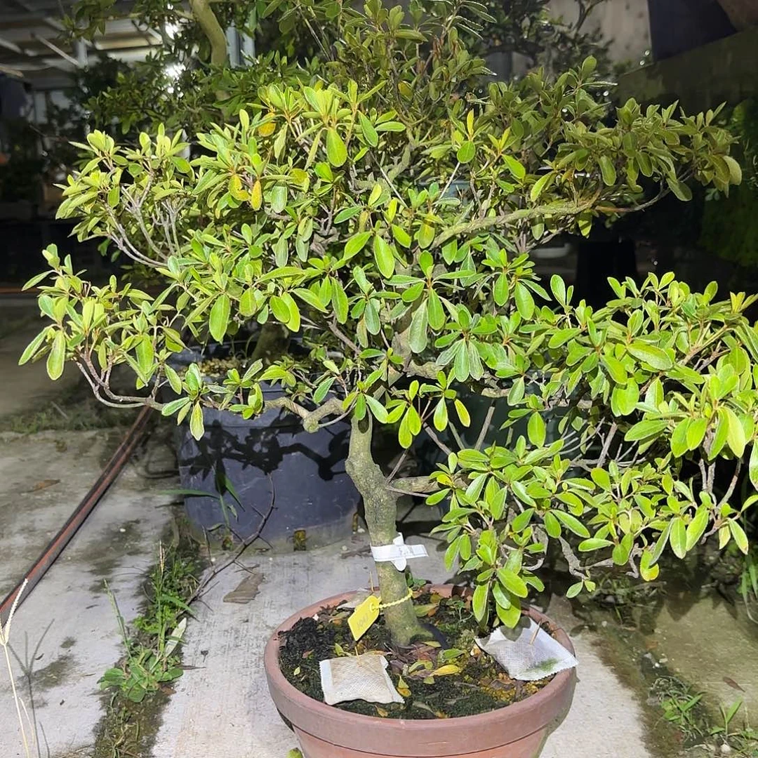 无花朵鲁北之月有花朵