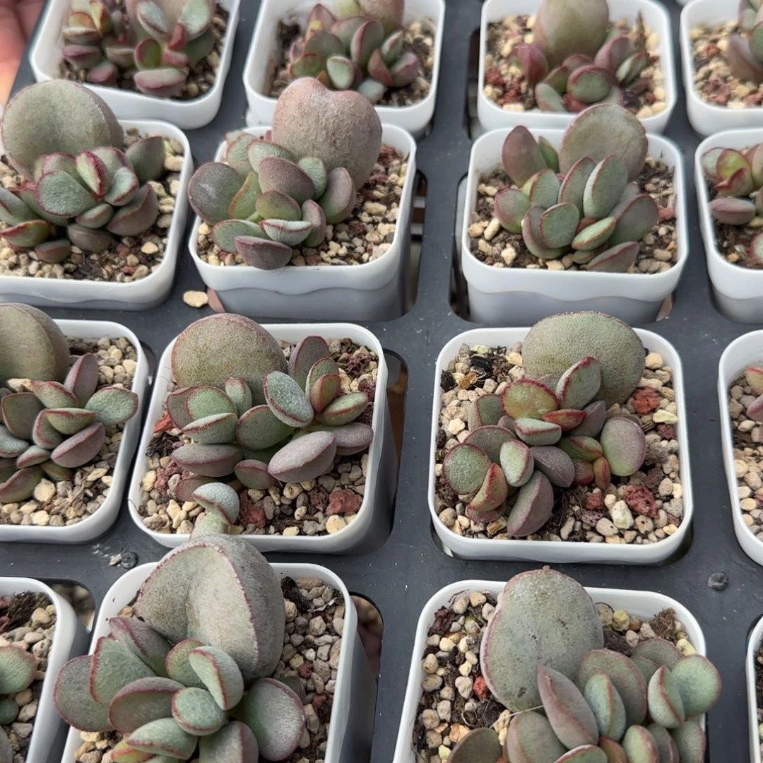 单颗春彩量拍链接