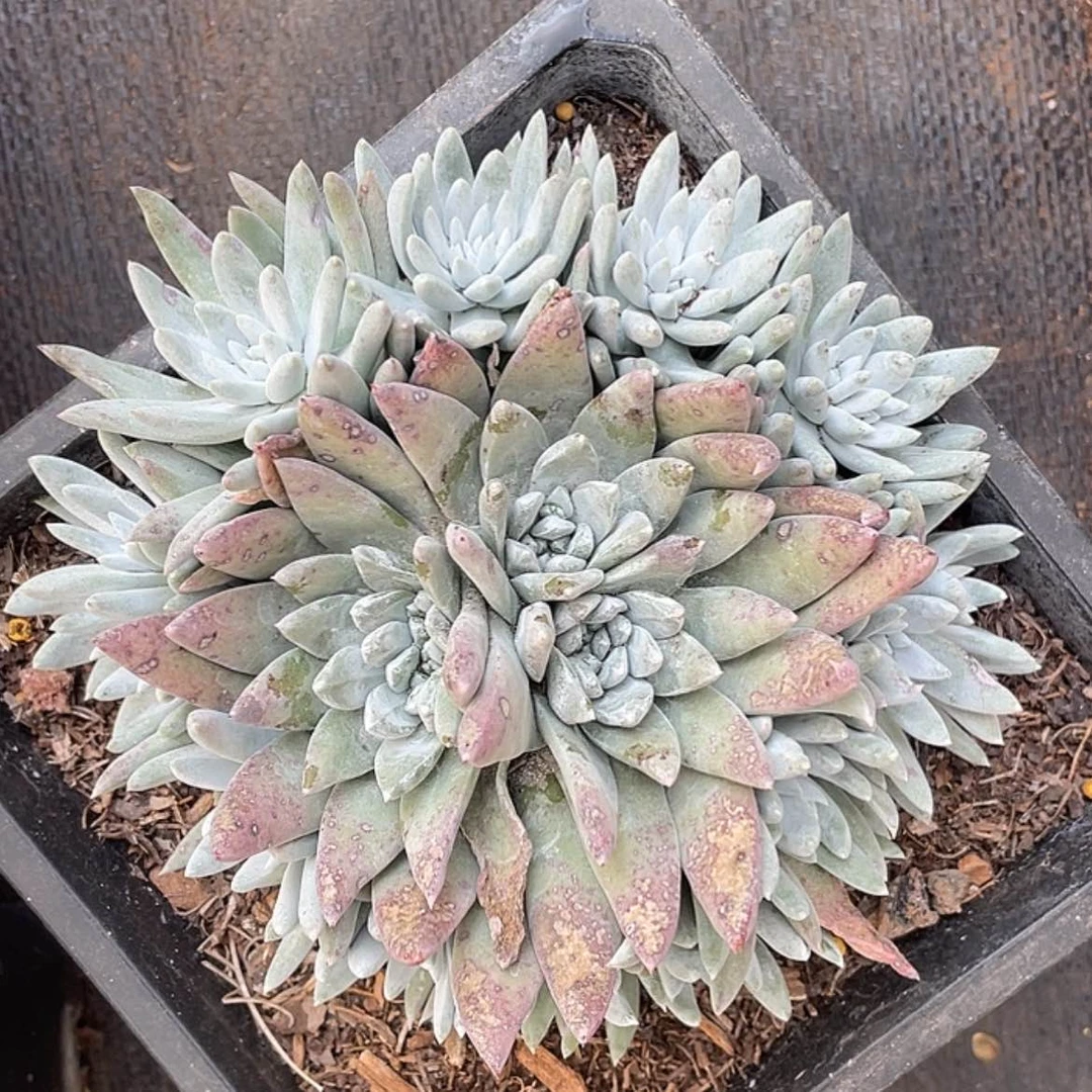 【闪购商品】刘丹杂白姆