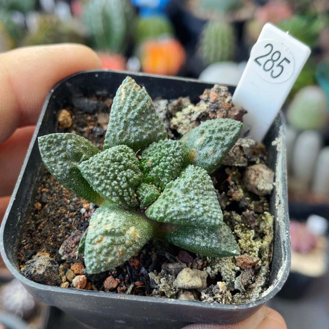 仙人球满28包邮盆口径5公分龟甲牡丹