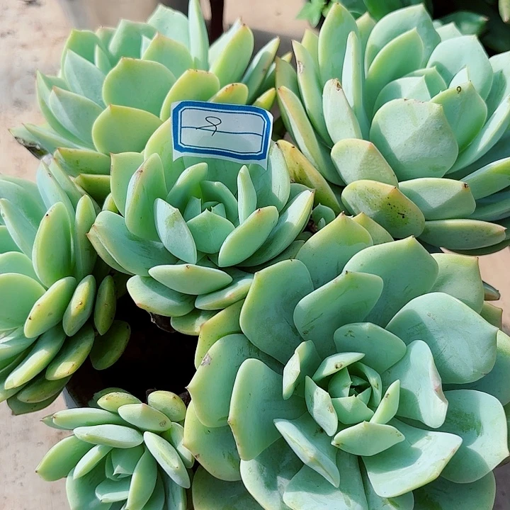 一物一拍多肉恋曲9号