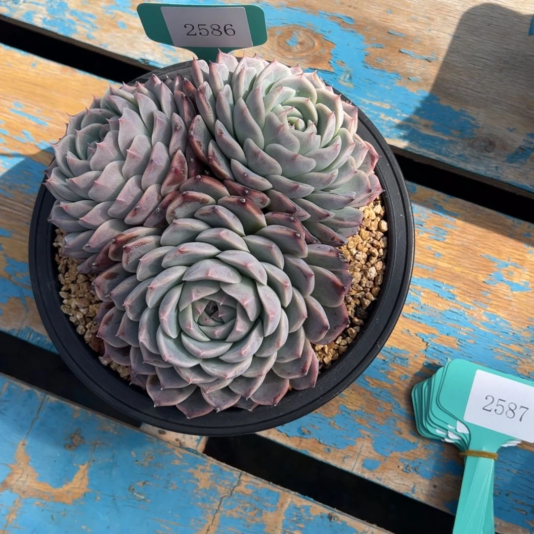 ?****?2586肉多哦多哟多哦肉