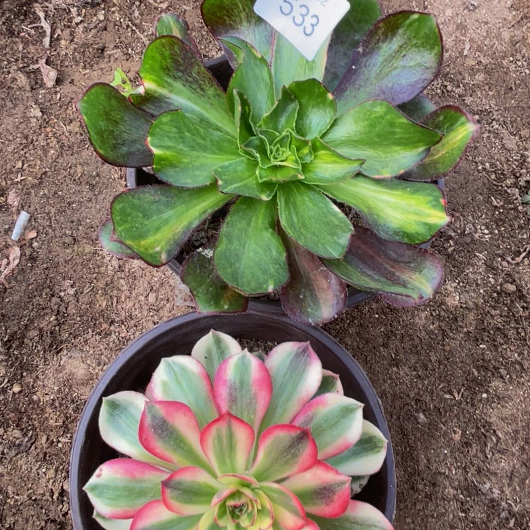 533法师锦多肉组合贵货2颗