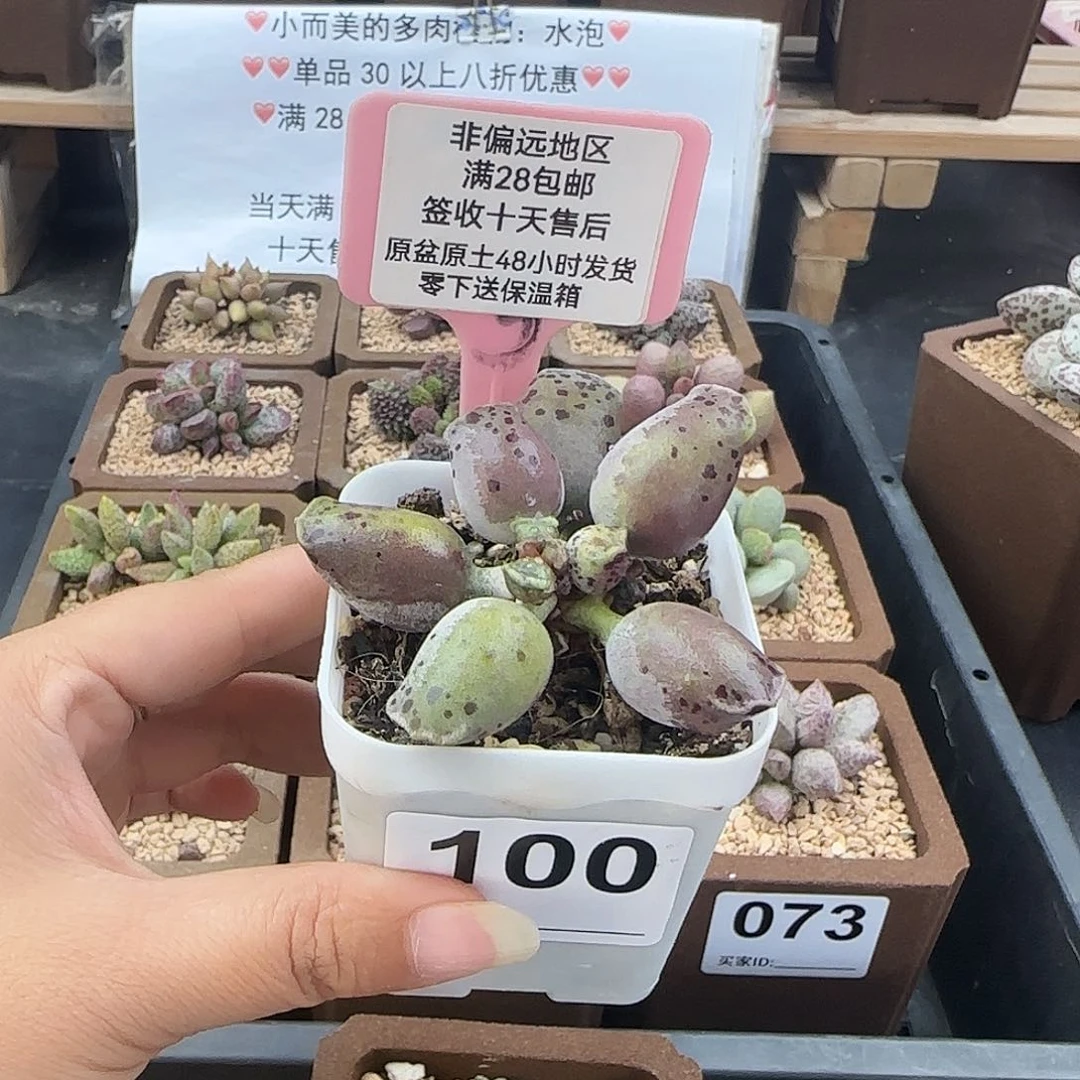 迷***痴100粉海豹多肉植物