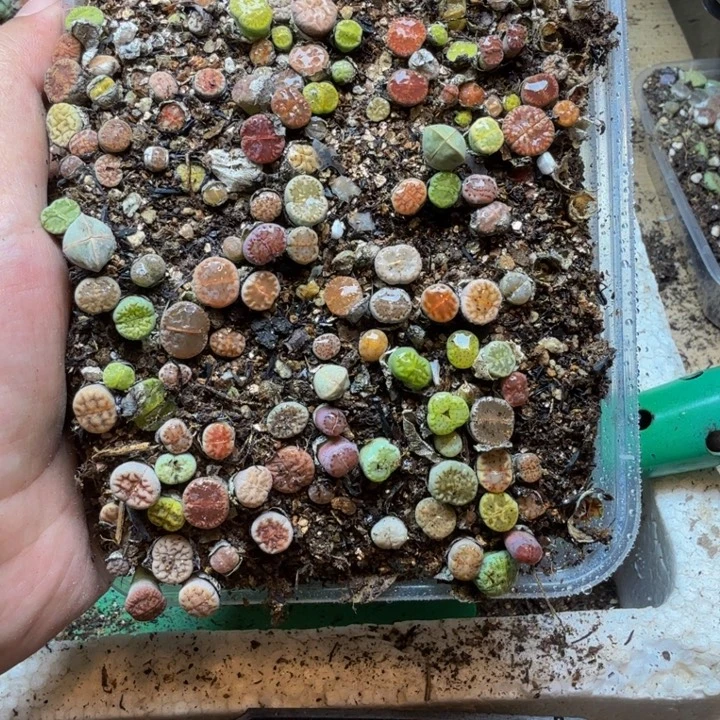 火***椒多肉植物的生长紫66