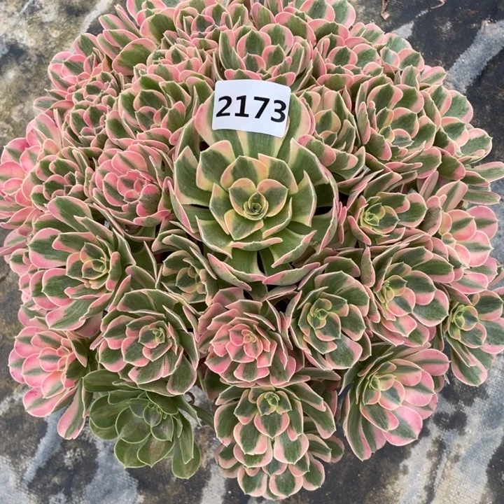 粉女郎2173号多肉植物