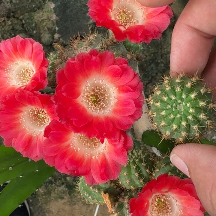 230丽花红舞裙歪2到3公分左右无根侧牙，20包邮