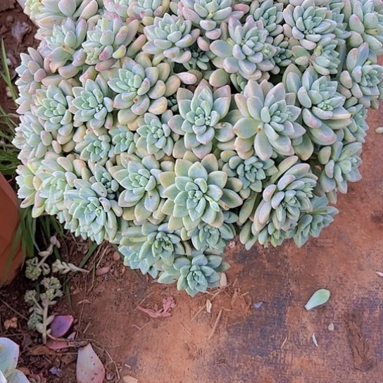 六***园多肉植物。。。。。。。。。。。。。