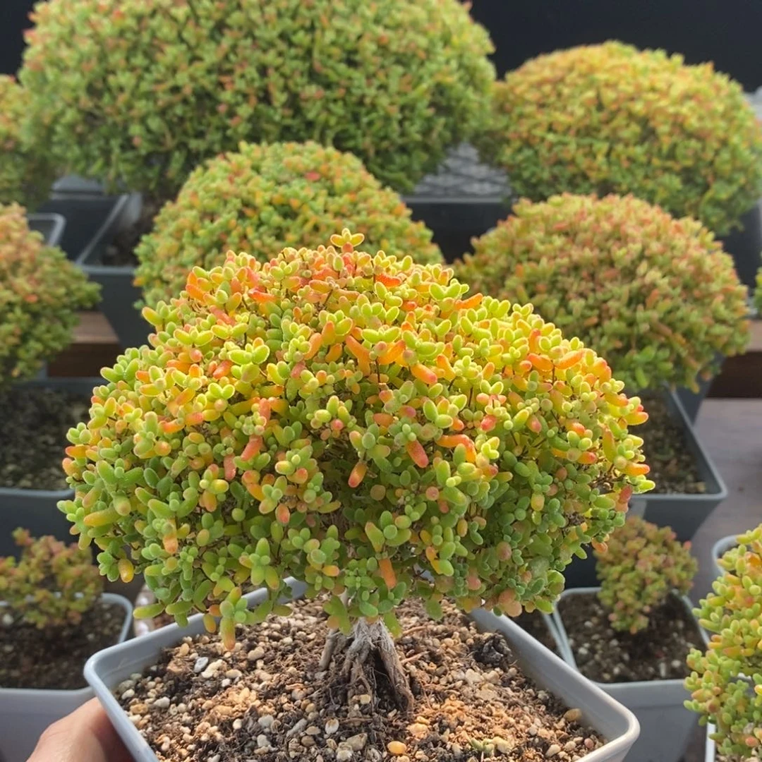 福利蜜橘糖球2053