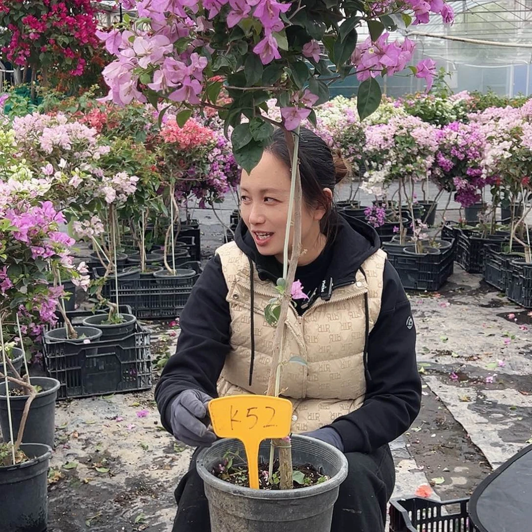 坚***司大部分花苞少量开放K52巴西紫