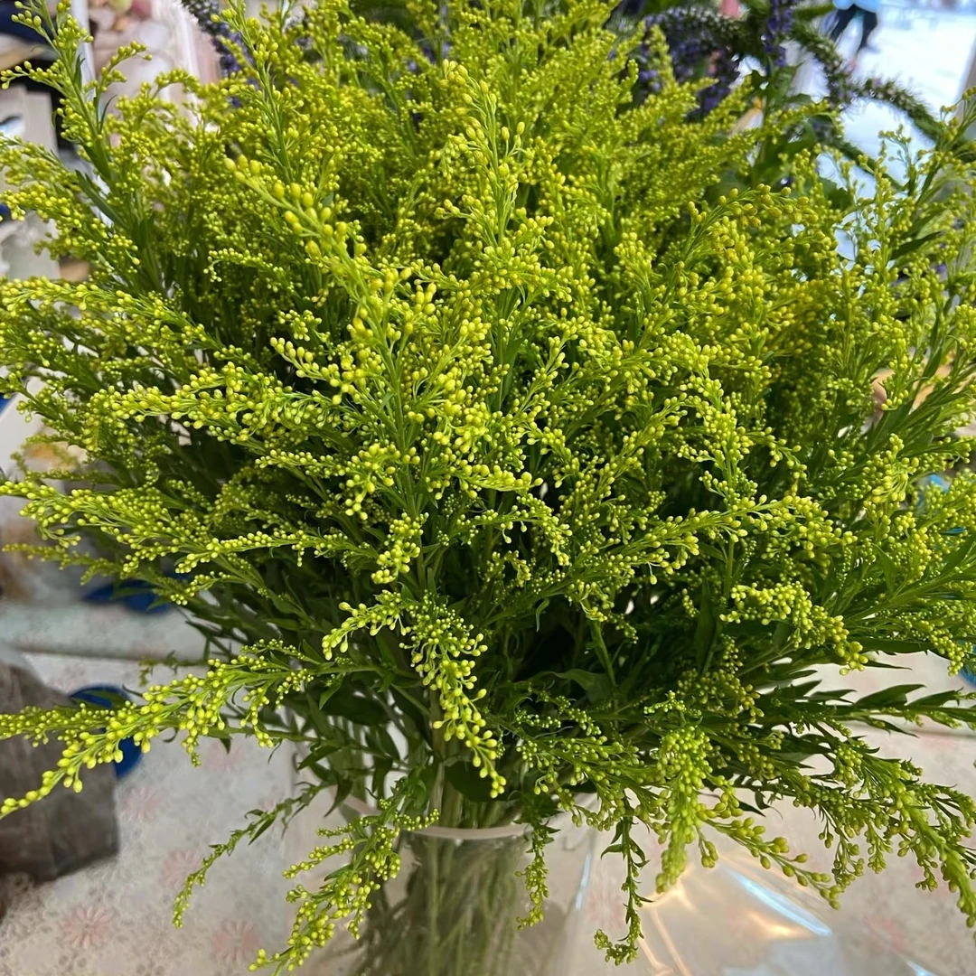 【黄英】到手10枝水养