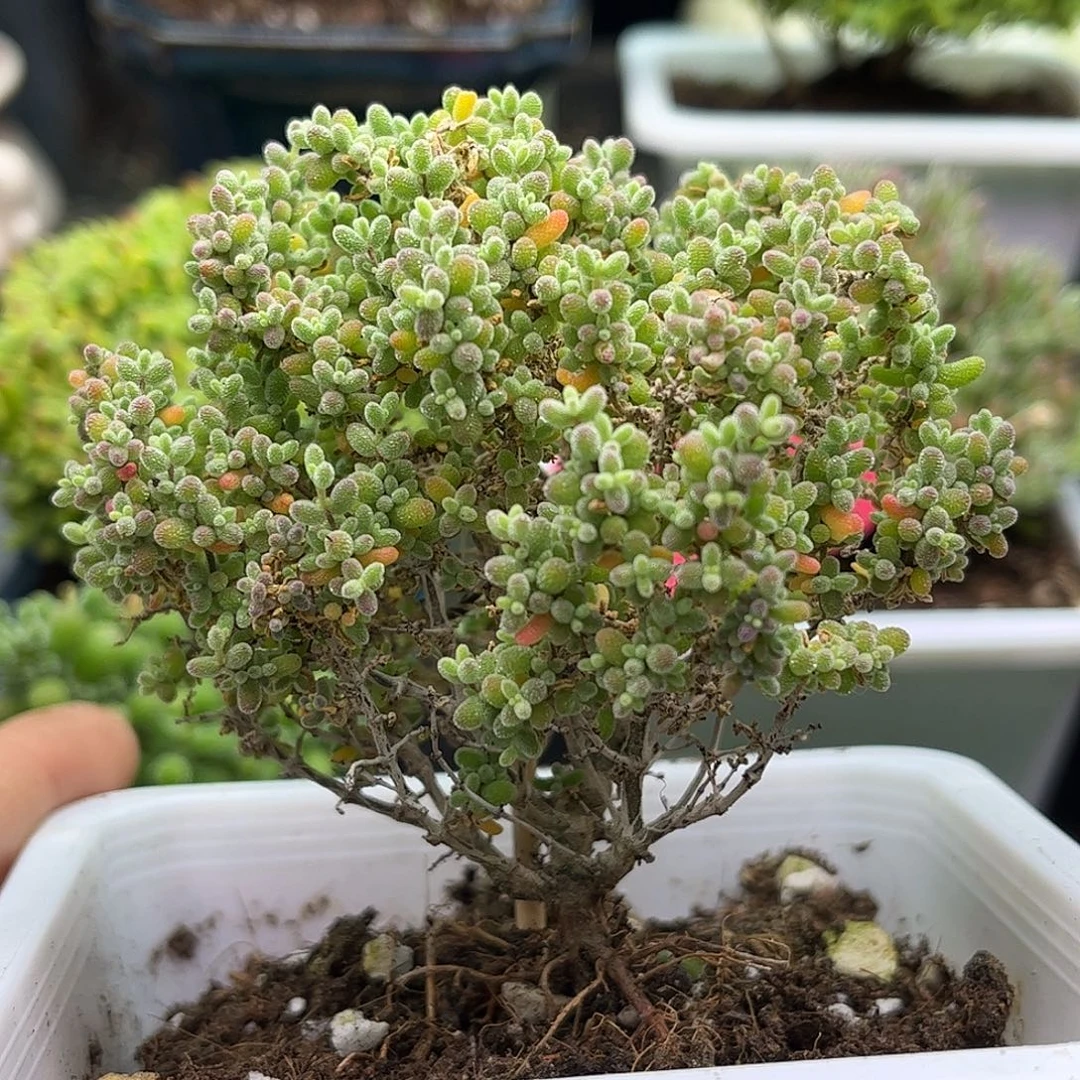 51小小米优选枝干番杏